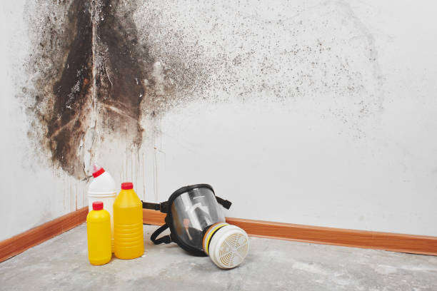 Best White Mold Remediation in Penitas, TX