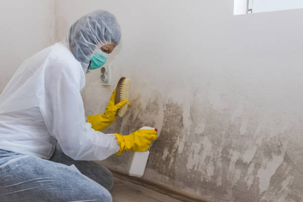 Best Attic Mold Remediation in Penitas, TX