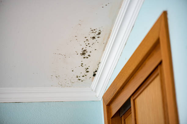 Best Basement Mold Remediation in Penitas, TX
