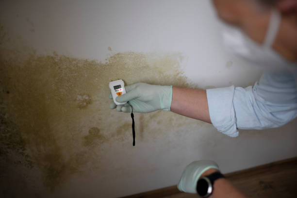 Best Black Mold Remediation in Penitas, TX