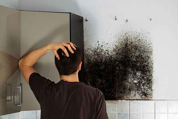 Best Residential Mold Remediation in Penitas, TX