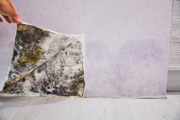 Best Kitchen Mold Remediation in Penitas, TX